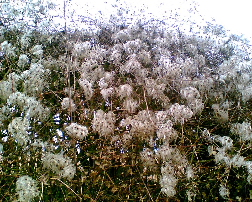 Seed heads of Clematis vitalba, known colloquially as "Old man's beard". Taken in the UK in January.