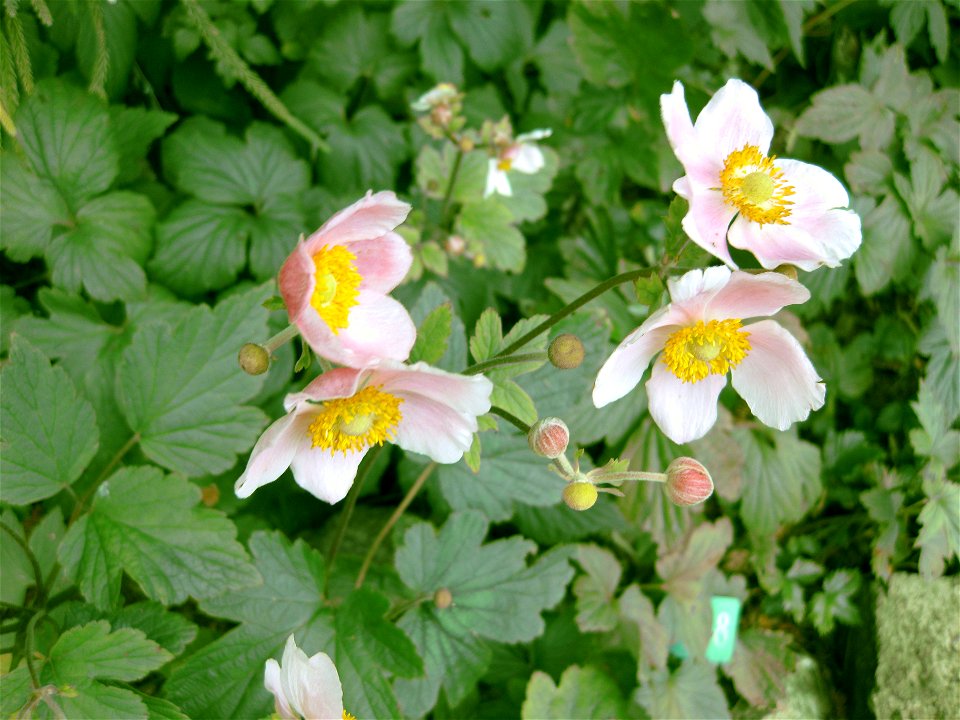 Anemone hupehensis (höst anemonie) in the botanical garden in Copenhagen