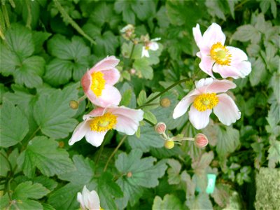 Anemone hupehensis (höst anemonie) in the botanical garden in Copenhagen