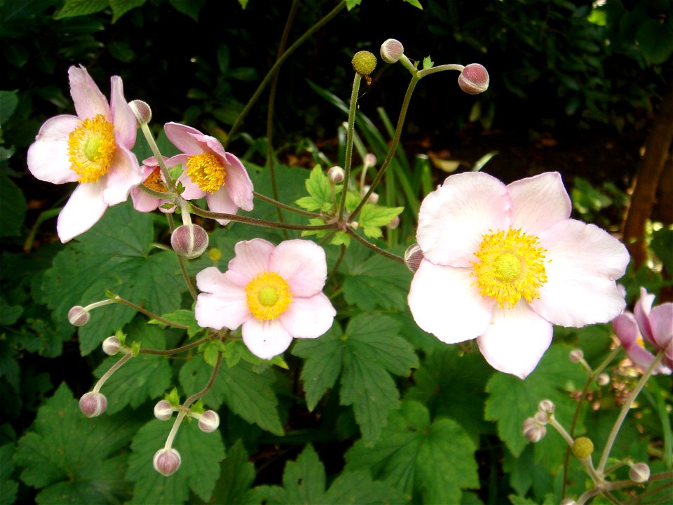 Chinese Anemone in my garden