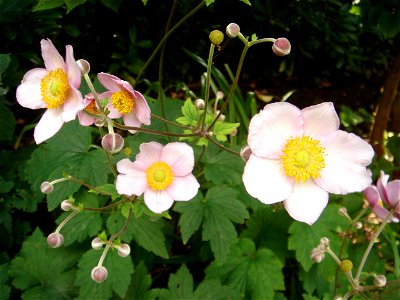 Chinese Anemone in my garden