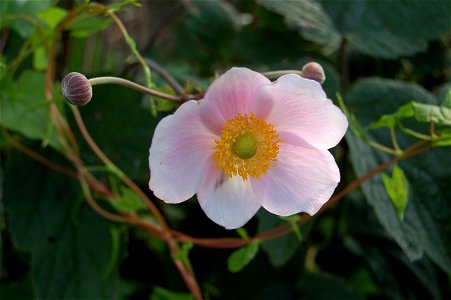 China-Herbstanemone "September Charme" (Anemone hupehensis)