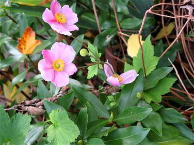 Flowers of a pink Japanese Anemone plant, probably September Charm, Anemone hupehensis. Seen against leaves of daphne. photo