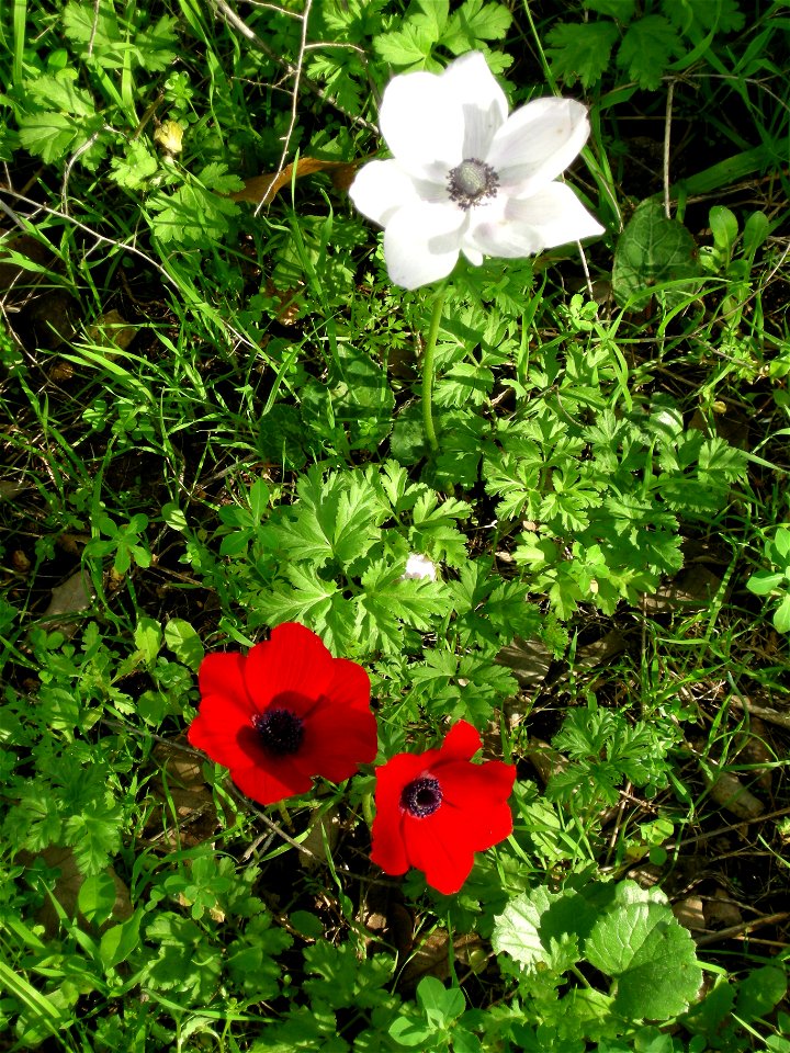 Photos taken near Bethlehem of Galilee