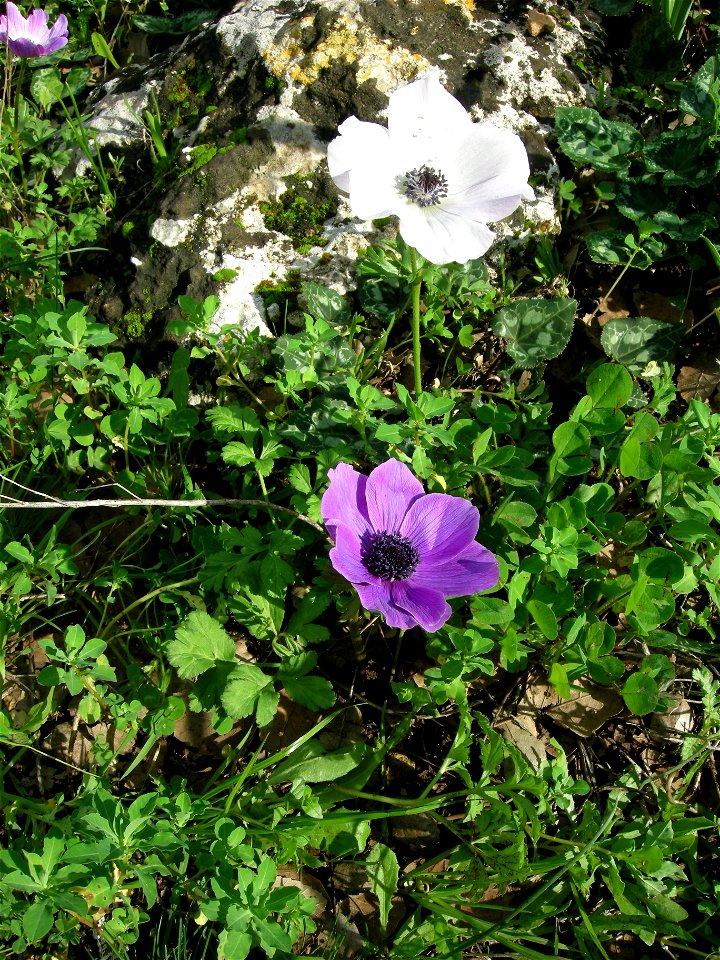 Photos taken near Bethlehem of Galilee