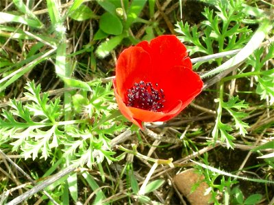 Photos of Nature reserve Beni Zion near Bazzra