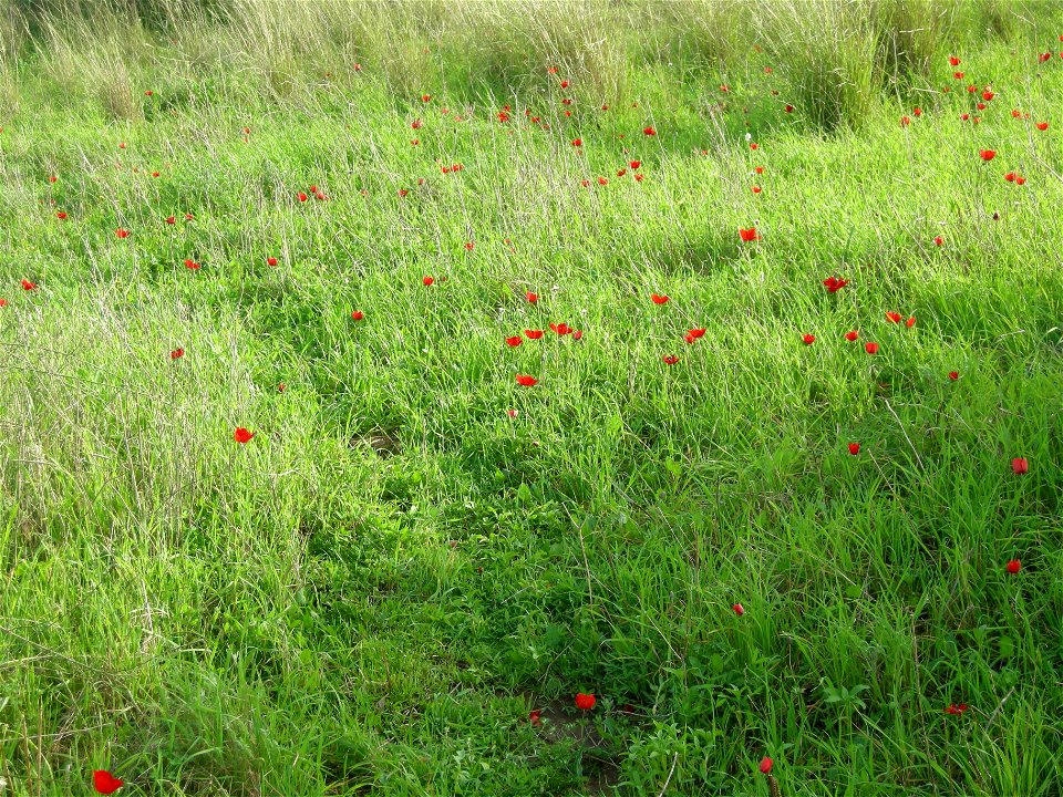 Photos of Nature reserve Beni Zion near Bazzra