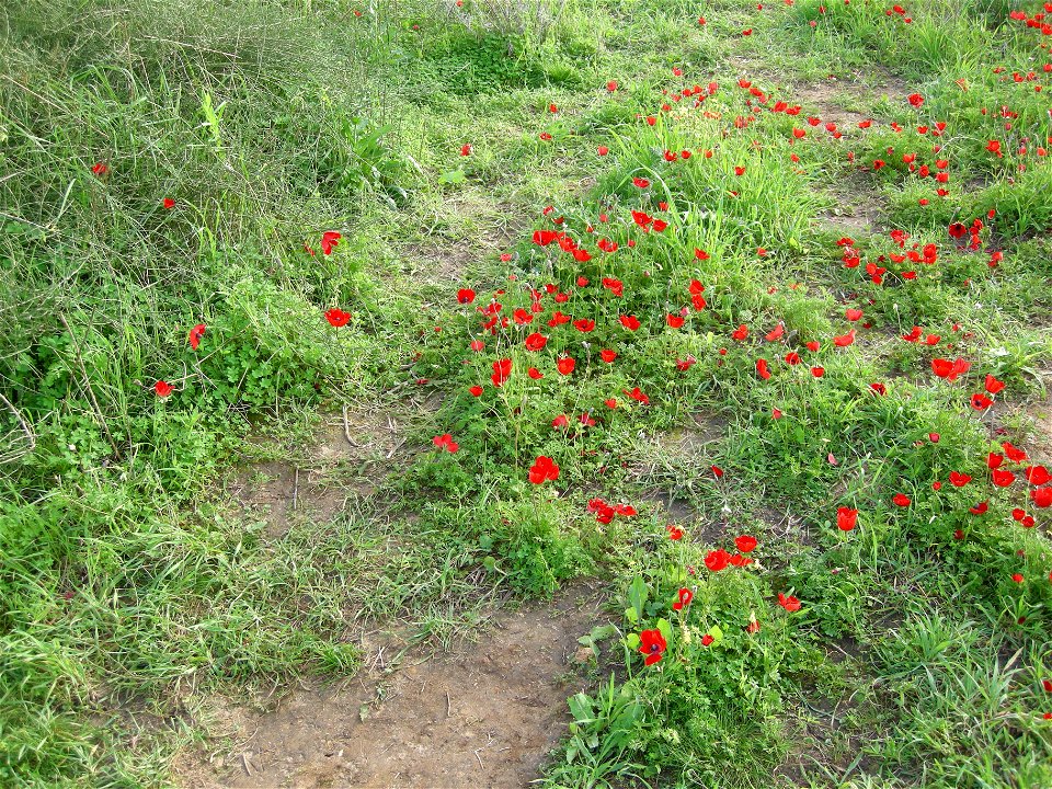 Photos of Nature reserve Beni Zion near Bazzra