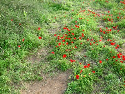 Photos of Nature reserve Beni Zion near Bazzra