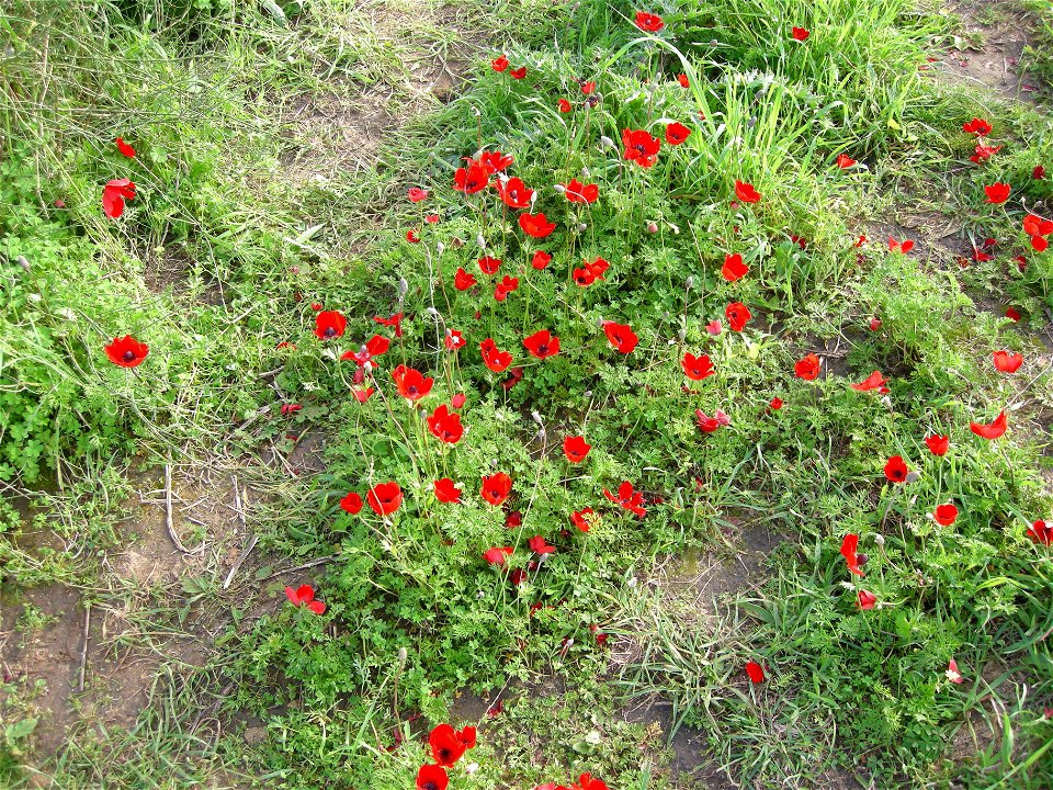 Photos of Nature reserve Beni Zion near Bazzra