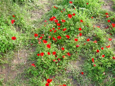 Photos of Nature reserve Beni Zion near Bazzra