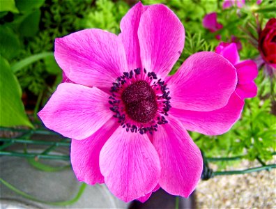 Flower Rex 2