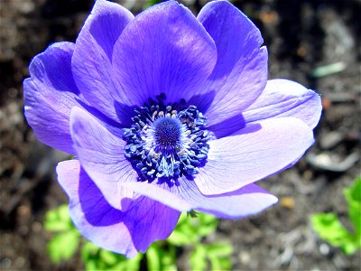Image title: Little blue floral explosion
Image from Public domain images website, http://www.public-domain-image.com/full-image/flora-plants-public-domain-images-pictures/flowers-public-domain-images