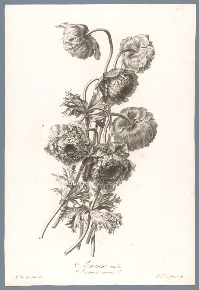 IdentificatieTitel(s): KnolanemoonAnemone double / Anemone coronaria L. (titel op object)Fleurs dessinées d'après nature (...) (serietitel)Objecttype: prent ornamentprent Objectnummer: RP-P-1909-4234O