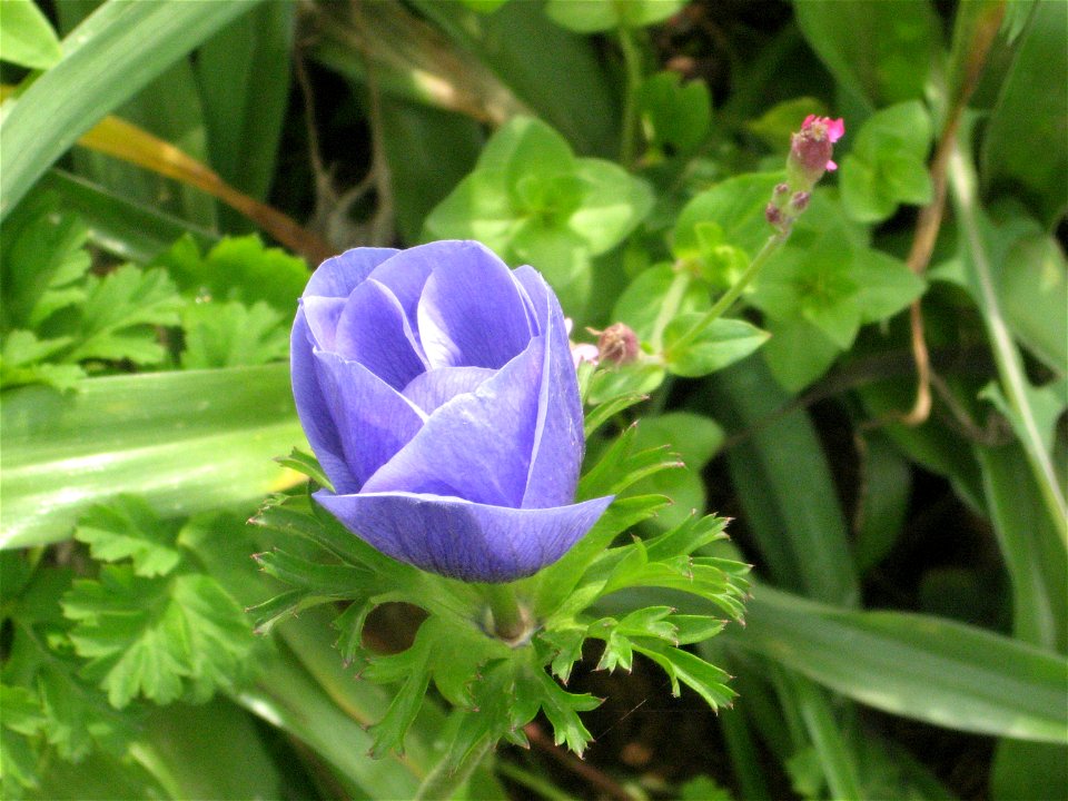 Anemone, Plants of Israel