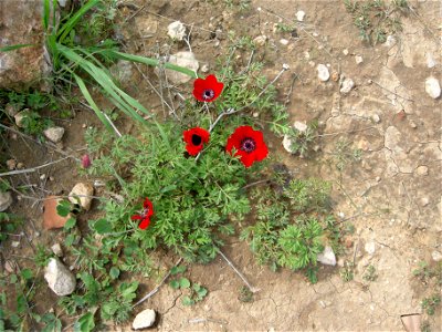 Photos of Nature reserve Pura
