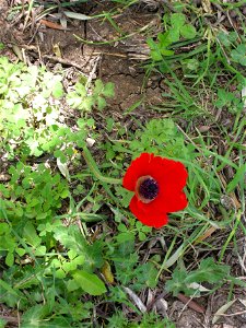 Bloom in the rivulet of Rosh Pina