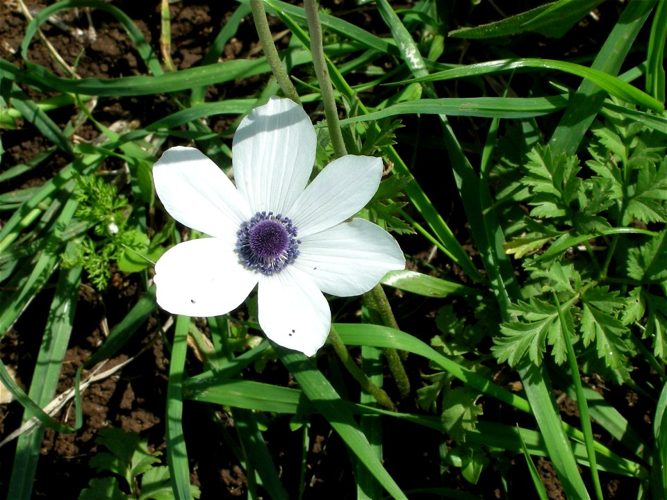 Bloom In Vered Hagalil