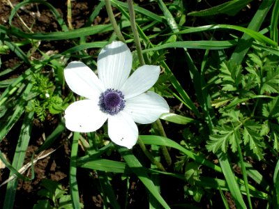 Bloom In Vered Hagalil