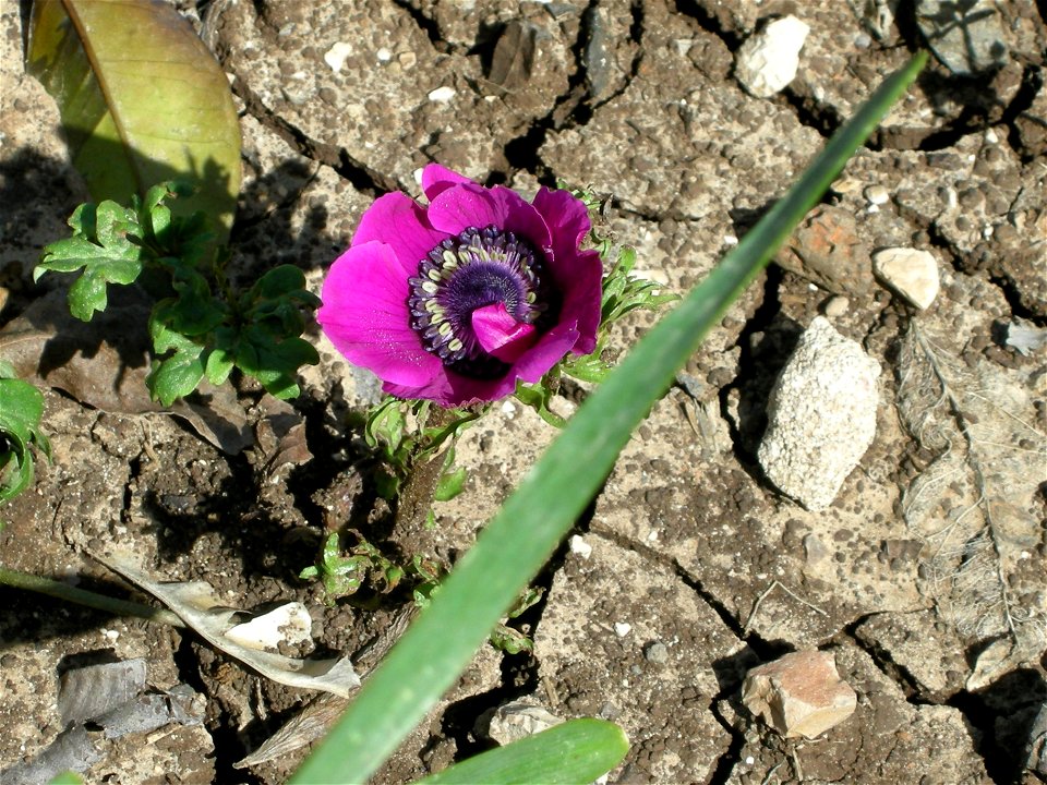 Bloom In Vered Hagalil