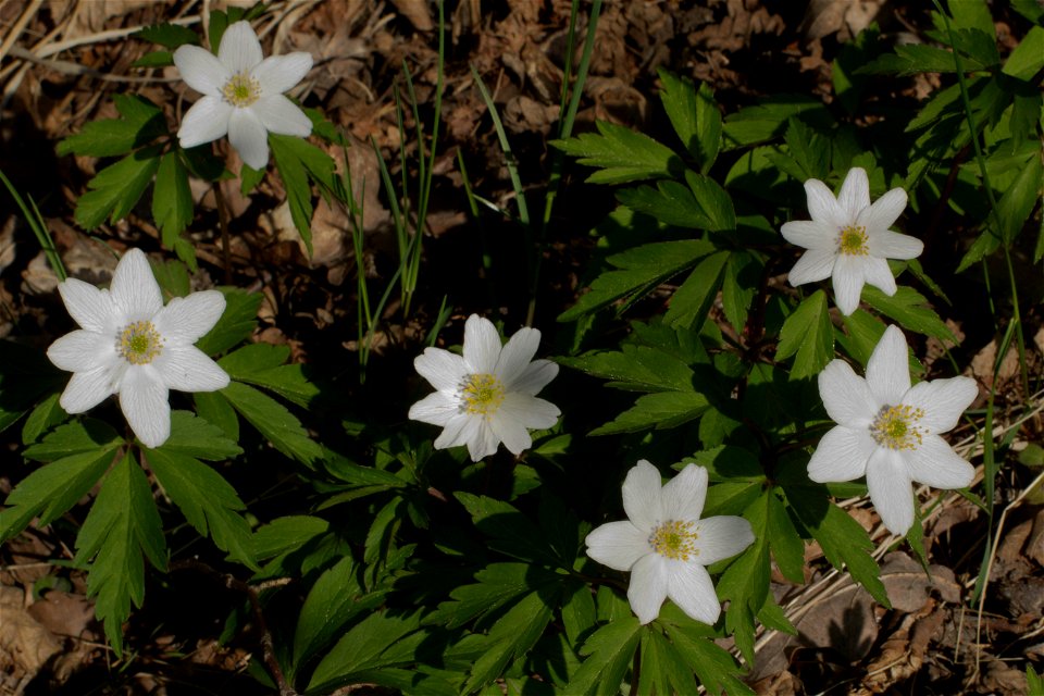 Windflower (Anemone nemorosa) with six, seven, eight and nine tepals