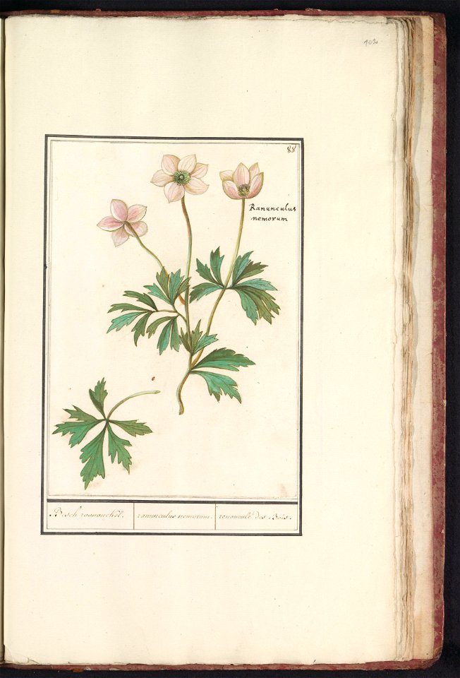 IdentificatieTitel(s): Bosanemoon (Anemone nemorosa)Bosch roononckel. / ranunculus nemorum. / ranoncule des Bois (titel op object)Objecttype: tekening Objectnummer: RP-T-BR-2017-1-8-102Omschrijving: W