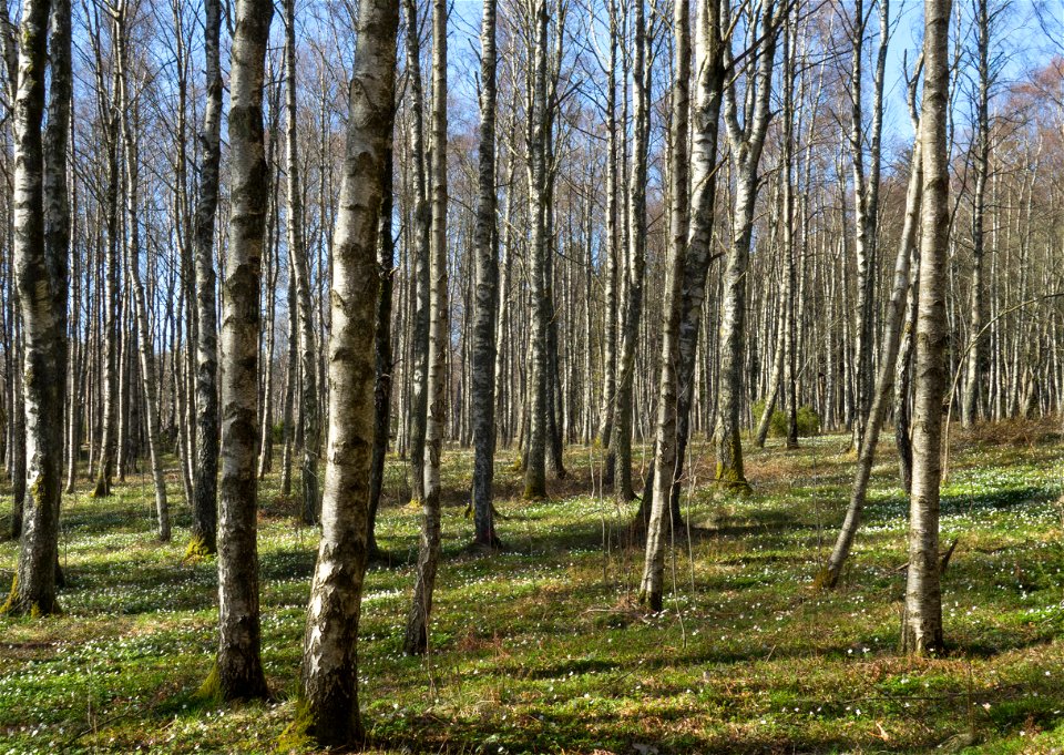 Birches (Betula pendula) and wood anemones (Anemone nemorosa) in Gullmarsskogen nature reserve, Lysekil Municipality, Sweden.