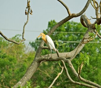 Local bharat banswara