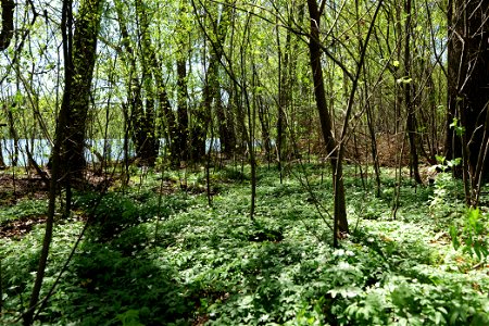 Naturschutzgebiet Großer und Westufer Kleiner Zeschsee am 9. Mai 2021. photo
