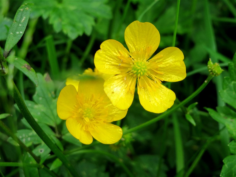 Kriechender Hahnenfuß (Ranunculus repens) an der Saar in Saarbrücken