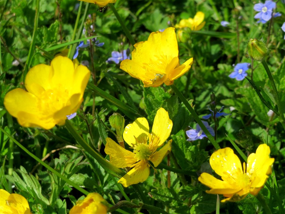 Kriechender Hahnenfuß (Ranunculus repens) im Neuenheimer Feld in Heidelberg