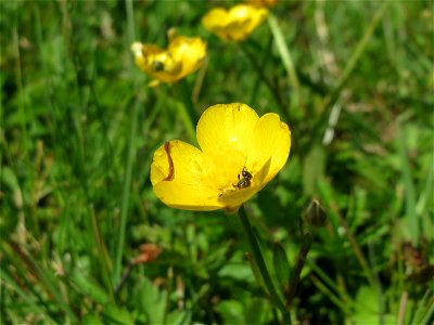 Kriechender Hahnenfuß (Ranunculus repens) im Neuenheimer Feld in Heidelberg