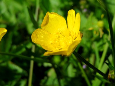 Kriechender Hahnenfuß (Ranunculus repens) im Neuenheimer Feld in Heidelberg