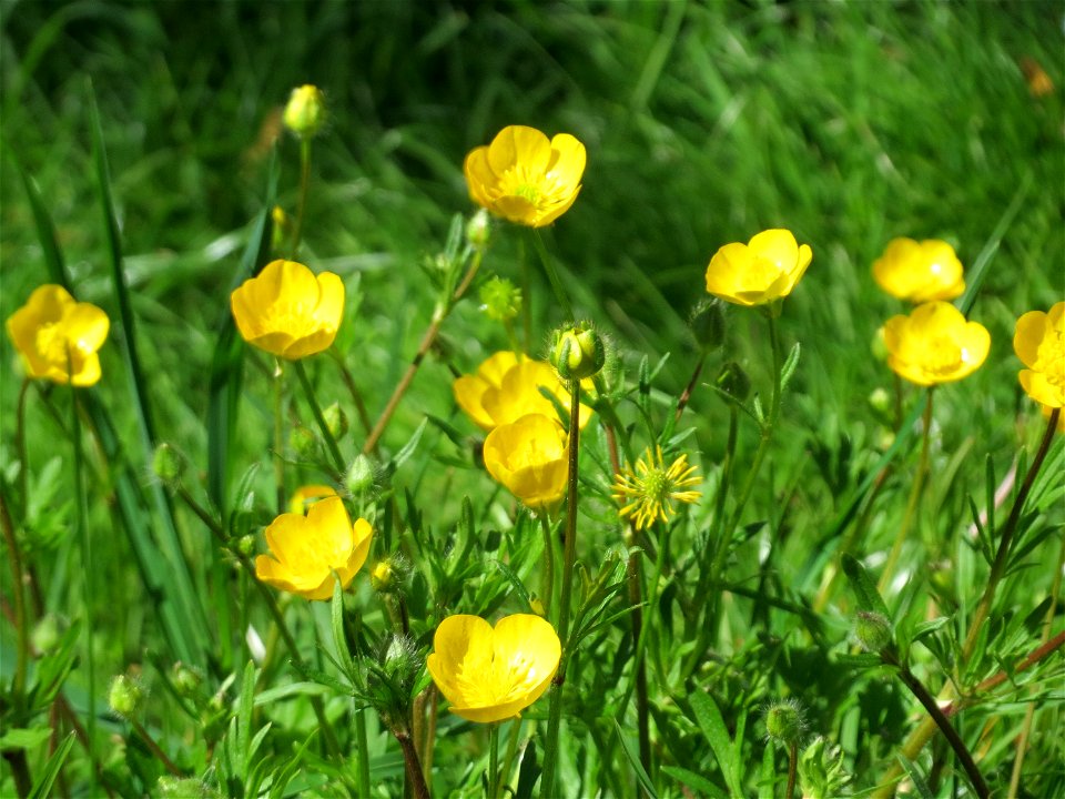 Kriechender Hahnenfuß (Ranunculus repens) am Staden in Saarbrücken