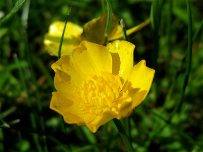 Kriechender Hahnenfuß (Ranunculus repens) im Neuenheimer Feld in Heidelberg