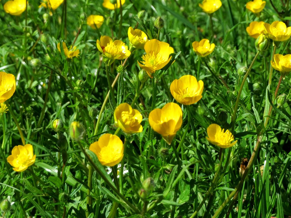 Kriechender Hahnenfuß (Ranunculus repens) am Staden in Saarbrücken