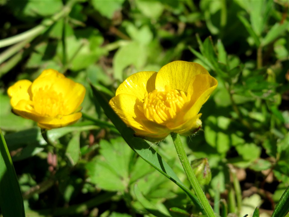 Kriechender Hahnenfuß (Ranunculus repens) am Staden in Saarbrücken