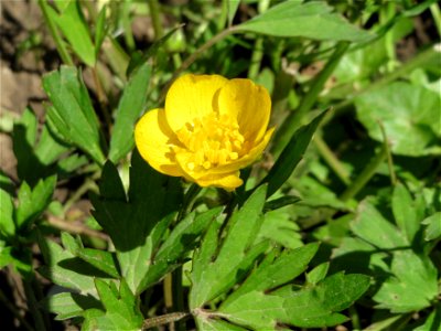 Kriechender Hahnenfuß (Ranunculus repens) am Staden in Saarbrücken