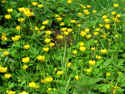 Kriechender Hahnenfuß (Ranunculus repens) an der Saar in Saarbrücken
