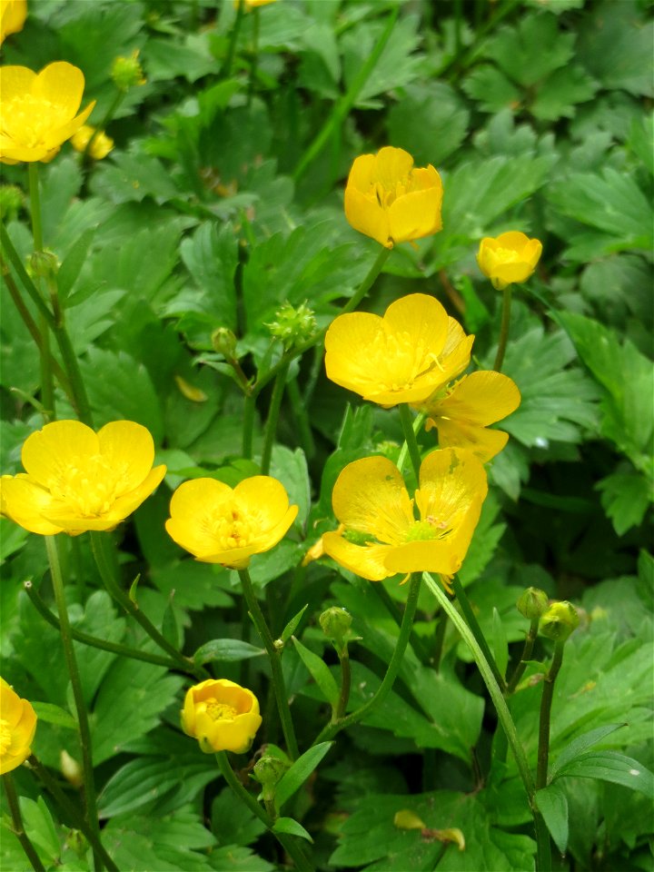 Kriechender Hahnenfuß (Ranunculus repens) an der Saar in Saarbrücken