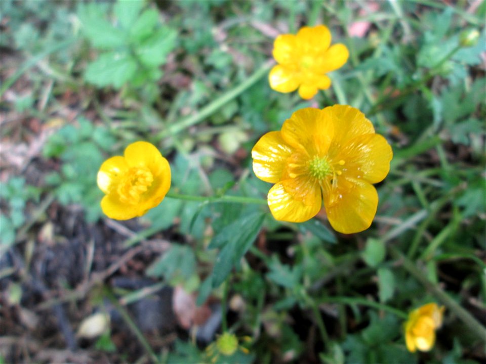 Kriechender Hahnenfuß (Ranunculus repens) in Alt-Saarbrücken