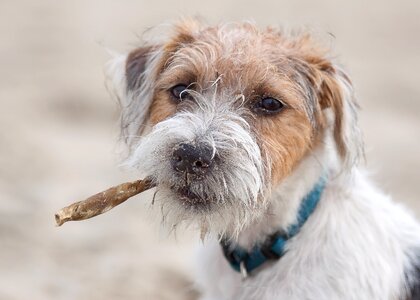 Russel jack russel nature