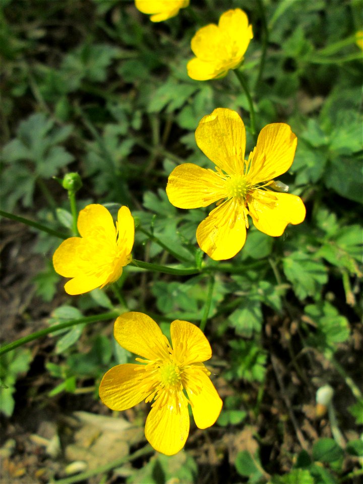 Kriechender Hahnenfuß (Ranunculus repens) am Staden in Saarbrücken