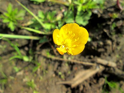 Kriechender Hahnenfuß (Ranunculus repens) im Naturschutzgebiet „St. Arnualer Wiesen“
