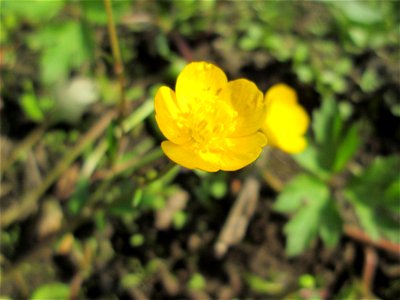Kriechender Hahnenfuß (Ranunculus repens) im Naturschutzgebiet „St. Arnualer Wiesen“