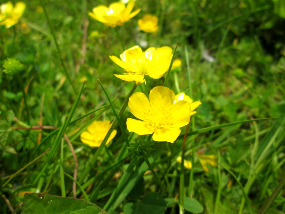 Kriechender Hahnenfuß (Ranunculus repens) im Bürgerpark Saarbrücken