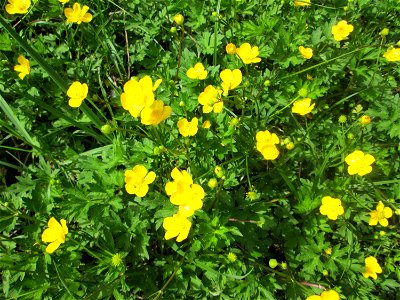 Kriechender Hahnenfuß (Ranunculus repens) im Naturschutzgebiet „St. Arnualer Wiesen“