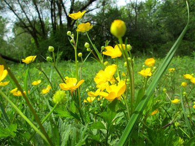 Kriechender Hahnenfuß (Ranunculus repens) im Naturschutzgebiet „St. Arnualer Wiesen“
