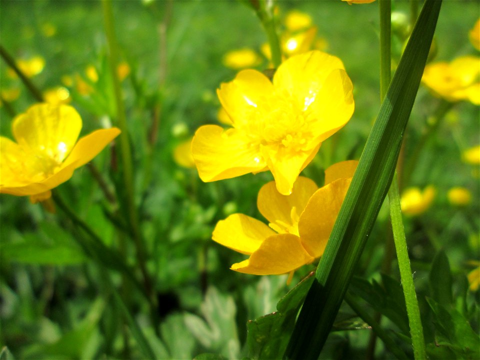 Kriechender Hahnenfuß (Ranunculus repens) im Naturschutzgebiet „St. Arnualer Wiesen“