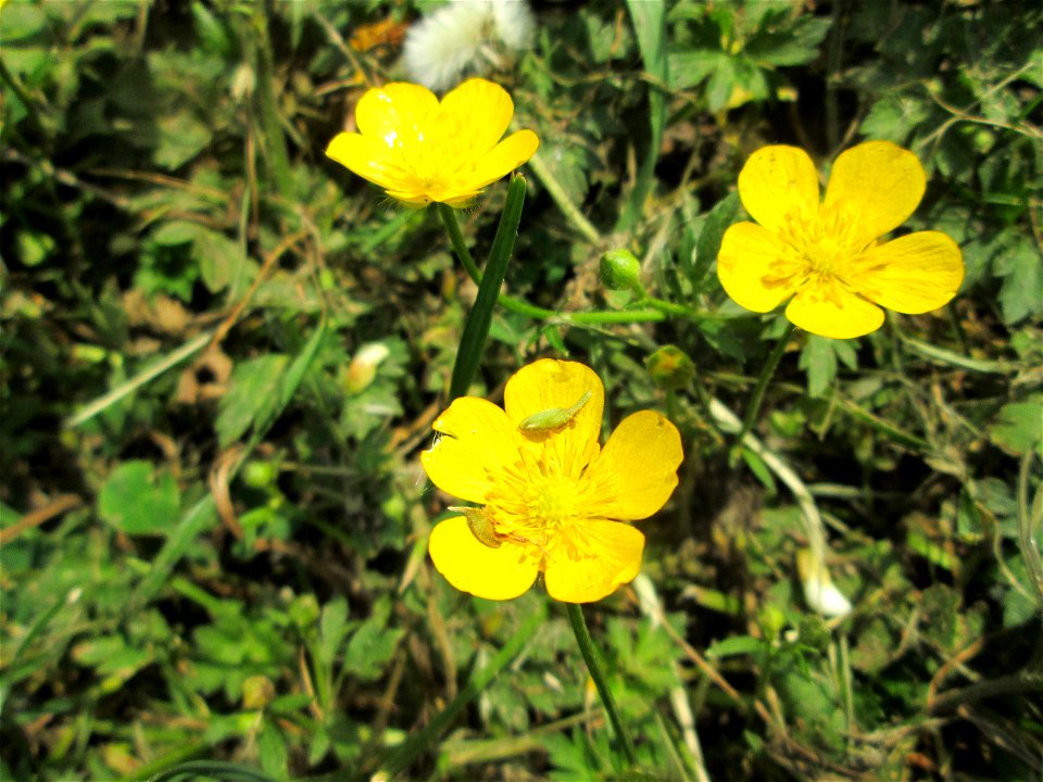 Kriechender Hahnenfuß (Ranunculus repens) am Staden in Saarbrücken